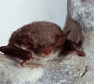 Myotis nattereri (natterers bat, little brown bat). Family vespertilionidae Myotis nattereri (natterers bat, little brown bat). Family vespertilionidae