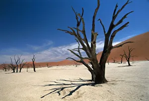 Namibia, Sossusvlei, Namib-Naukluft National Park, Acacia trunks in dried out lake Dead Namibia, Sossusvlei, Namib-Naukluft National Park, Acacia trunks in dried out lake Dead