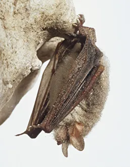 Natterer's Bat hanging upside down from rock in cave, wings folded around mammal Natterer's Bat hanging upside down from rock in cave, wings folded around mammal