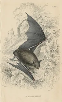 Natterers Bat (Myotis nattereri) small mouse-like flying mammal. From British Quadrupeds Natterers Bat (Myotis nattereri) small mouse-like flying mammal. From British Quadrupeds
