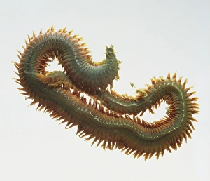 Segmented Worm Gallery: Nereis virens, king ragworm slithering, close up
