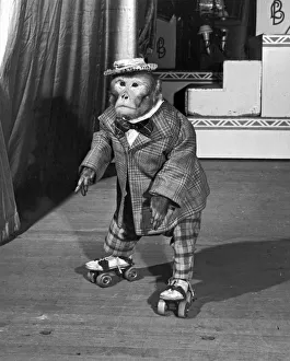 New York, New York: December 27, 1946.Herman, the roller skating anthropoid