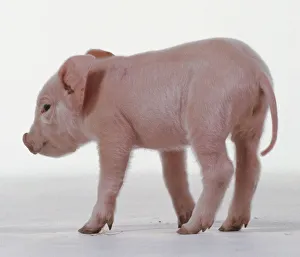 Newborn piglet, Landrace variety, pink skin with white hairs, large ears Newborn piglet, Landrace variety, pink skin with white hairs, large ears