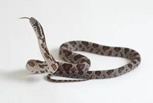 Related Images Gallery: Newly hatched python hissing, close-up