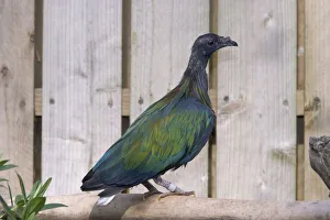 Nicobar pigeon (Caloenas nicobarica) on a branch, side view Nicobar pigeon (Caloenas nicobarica) on a branch, side view