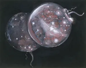<b class=qtipBold><figcaption>Noctiluca sp., illustration</figcaption></b><br>Zoology - Cnidarians - Jellyfish (Pelagia noctiluca), illustration<br><em>© DEA PICTURE LIBRARY</em> Noctiluca sp., illustration