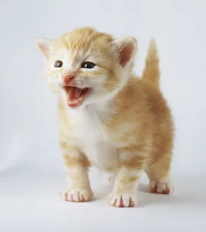 Non-pedigree ginger and white kitten at three weeks old