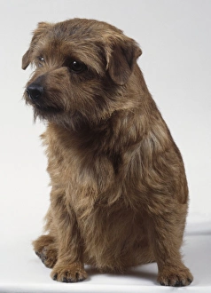 Norfolk Terrier, seated, looking away Norfolk Terrier, seated, looking away