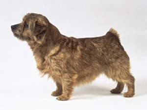 Norfolk terrier, standing, side view Norfolk terrier, standing, side view