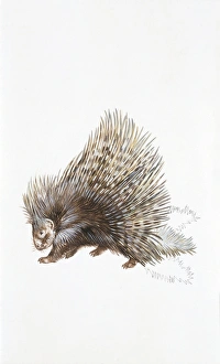 North African crested porcupine (Hystrix cristata), illustration North African crested porcupine (Hystrix cristata), illustration
