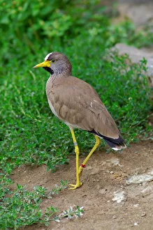 Northern Lapwing. Vanellus Senegalensis. Zoo of Prague Northern Lapwing. Vanellus Senegalensis. Zoo of Prague