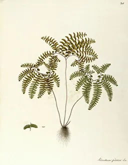 Northern Maidenhair Fern (Adiantum pedatum), Polypodiaceae by Angela Rossi Bottione Northern Maidenhair Fern (Adiantum pedatum), Polypodiaceae by Angela Rossi Bottione