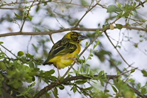 Lake Baringo Gallery: Northern masked weaver (Ploceus taeniopterus) in trees around Lake Baringo, Rift Valley, Kenya