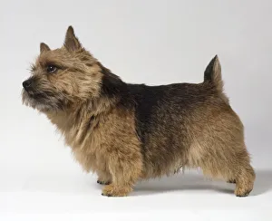 Norwich Terrier Print (Standing Art Prints, Posters