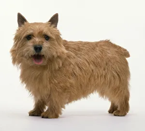 Norwich Terrier standing, looking at camera