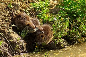 <b class=qtipBold><figcaption>Nutria. Myocastor Coypus</figcaption></b><br><em>© Marka/Universal Images Group</em> Nutria. Myocastor Coypus