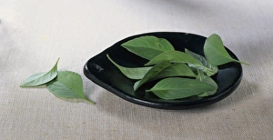 Ocimum americanum (Lime basil) leaves on a small dish Ocimum americanum (Lime basil) leaves on a small dish