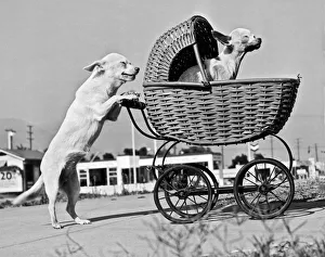 <b class=qtipBold><figcaption>Old Dogs Perform Old Tricks</figcaption></b><br>Pasadena, California: 1943. These two chihuahuas have been doing this stunt for years. Goldie, (the pushee), and Siver, (the pusher) are respectively 13 and 15 years old, and it never fails to earn them treats from passerbys.<br><em>© Underwood Archives/UIG</em> Old Dogs Perform Old Tricks