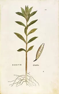 Nerium Gallery: Oleander (Nerium oleander) by Leonhart Fuchs from De historia stirpium commentarii insignes