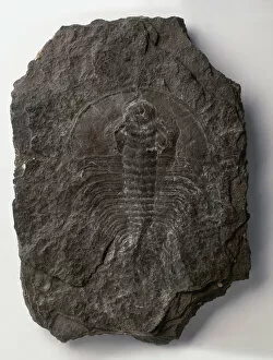 Earth sciences, minerals fossils, olenellus fossil type trilobite close up