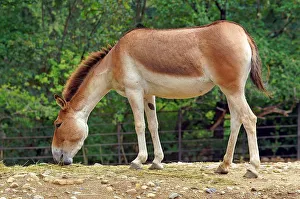 <b class=qtipBold><figcaption>Onager. Equus Hemionus</figcaption></b><br><em>© Marka/Universal Images Group</em> Onager. Equus Hemionus