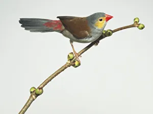 Orange cheeked Waxbill (Estrilda melpoda) perching, side view Orange cheeked Waxbill (Estrilda melpoda) perching, side view