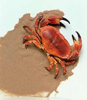 Orange Crab Moving Along The Sand