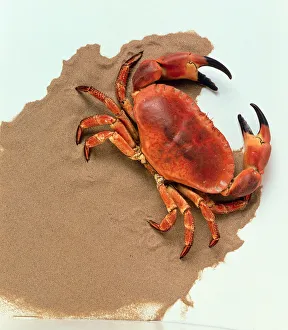 Orange Crab Moving Along The Sand Orange Crab Moving Along The Sand
