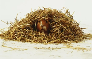 Orange Guinea Pig Hiding In Straw Orange Guinea Pig Hiding In Straw