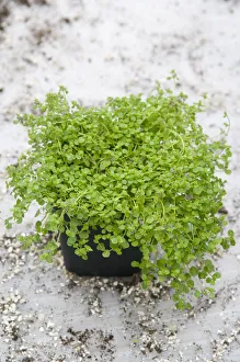 <b class=qtipBold><figcaption>Oregano</figcaption></b><br><em>© Dorling Kindersley/UIG</em> Oregano