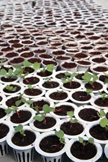 Organic hydroponic vegetable farm. Lettuce rows in greenhouse. Dalat. Vietnam Organic hydroponic vegetable farm. Lettuce rows in greenhouse. Dalat. Vietnam