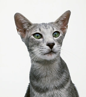 Oriental blue shorthair cat with green eyes, close-up Oriental blue shorthair cat with green eyes, close-up