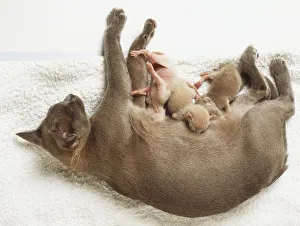 Oriental Shorthair Cat (Felis catus) lying down with suckling kittens, view from above Oriental Shorthair Cat (Felis catus) lying down with suckling kittens, view from above