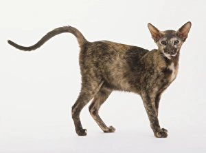 Oriental Shorthair Cat (Felis catus) with a patchy, brown Oriental Shorthair Cat (Felis catus) with a patchy, brown