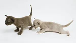 Two Oriental Shorthair kittens (Felis catus), one standing and the other crouching Two Oriental Shorthair kittens (Felis catus), one standing and the other crouching