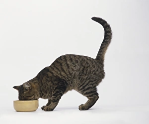 Oriental Spotted Tabby (Felis sylvestris catus) feeding from yellow bowl, side view Oriental Spotted Tabby (Felis sylvestris catus) feeding from yellow bowl, side view