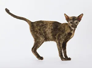 Oriental Tortoiseshell Shorthair Cat Oriental Tortoiseshell Shorthair Cat