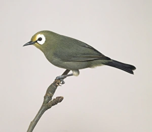 Oriental white-eye (Zosterops palpebrosus), perching on a branch, side view Oriental white-eye (Zosterops palpebrosus), perching on a branch, side view