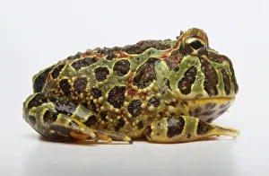 Ornate horned frog (Ceratophrys ornata), side view Ornate horned frog (Ceratophrys ornata), side view