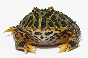 Ornate Horned Toad (Ceratophrys ornata), green with black markings and small eyes protruding from top of its head Ornate Horned Toad (Ceratophrys ornata), green with black markings and small eyes protruding from top of its head