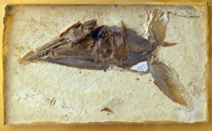 Osteichthyans - Aspidorhynchus: Anterior trunk Osteichthyans - Aspidorhynchus: Anterior trunk