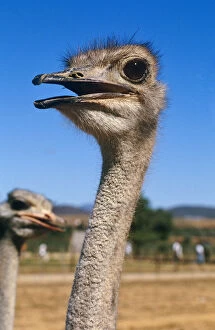 Images Dated 21st August 2009: Ostrich, Oudtshooorn, Western Cape