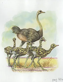 Ostrich Struthio camelus with young, illustration