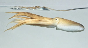 <b class=qtipBold><figcaption>An outretched octopus</figcaption></b><br><em>© Dorling Kindersley/UIG</em> An outretched octopus