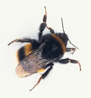 <b class=qtipBold><figcaption>Overhead view of bumble bee</figcaption></b><br><em>© Dorling Kindersley/UIG</em> Overhead view of bumble bee