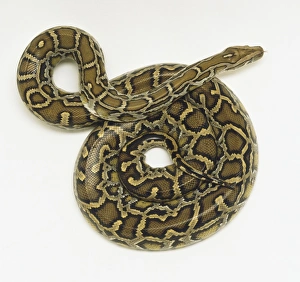 Overhead view of a coiled Burmese Python showing the rich skin colours Overhead view of a coiled Burmese Python showing the rich skin colours