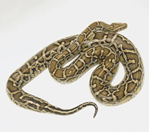 Overhead view of a coiled Burmese Python showing the rich skin colours Overhead view of a coiled Burmese Python showing the rich skin colours