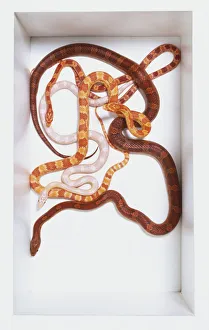 Overhead view of three Corn Snakes coiled around each other, one being a Snow Corn Snake. All the snakes have distinctive markings and large eyes Overhead view of three Corn Snakes coiled around each other, one being a Snow Corn Snake. All the snakes have distinctive markings and large eyes