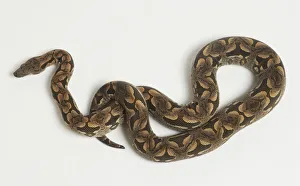 Overhead view of a Dumerils Boa showing the scales of this adult snake and unique markings including the saddles along the midline forming perfect ovals in places and halves of the saddles. The top of the head shows many small scales Overhead view of a Dumerils Boa showing the scales of this adult snake and unique markings including the saddles along the midline forming perfect ovals in places and halves of the saddles. The top of the head shows many small scales