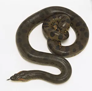 Overhead view of a Green Anaconda with its tail tightly coiled Overhead view of a Green Anaconda with its tail tightly coiled